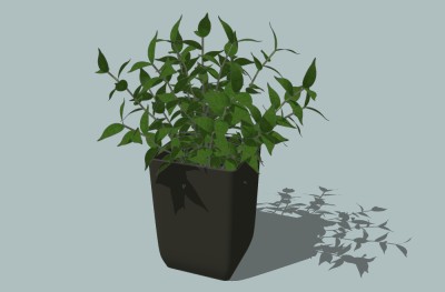 现代植物盆栽草图大师模型，白粉藤sketchup模型