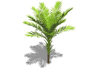 <em>现代景观树</em>草图大师模型，椰子树sketchup模型