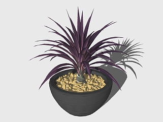 现代植物盆栽草图大师模型，紫叶鸭跖草sketchup模型