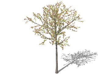 <em>现代景观</em>树草图大师模型，桃树sketchup模型