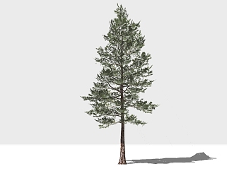 现代景观<em>树</em>草图大师模型，柏树sketchup模型