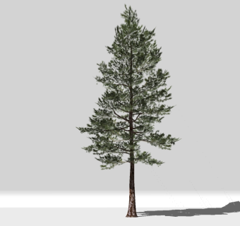 现代景观树草图大师模型，柏树sketchup模型