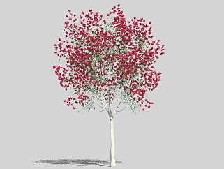 现代<em>景观树</em>草图大师模型，松柏sketchup模型