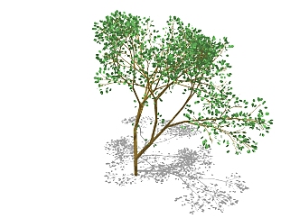 <em>现代景观</em>树草图大师模型，香樟sketchup模型