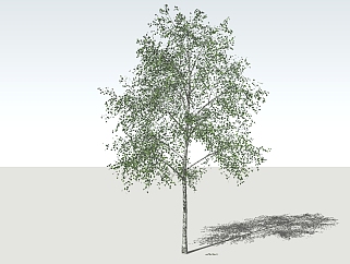 现代<em>景观树</em>草图大师模型，白杨<em>树</em>sketchup模型