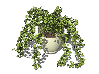 现代植物盆栽草图大师模型，常青藤sketchup模型