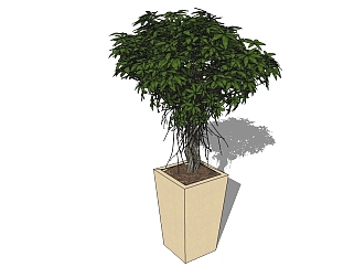 现代植物盆栽草图大师模型，金钱榕sketchup模型