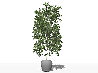现代植物<em>盆栽</em>草图大师模型，金钱榕sketchup模型