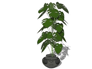 现代植物<em>盆栽</em>草图大师模型，龟背竹sketchup模型
