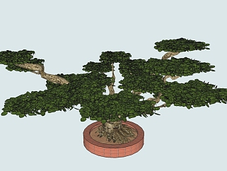 现代植物<em>盆栽</em>草图大师模型，黑松sketchup模型