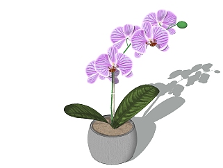 现代植物盆栽草图大师模型，蝴蝶兰sketchup模型