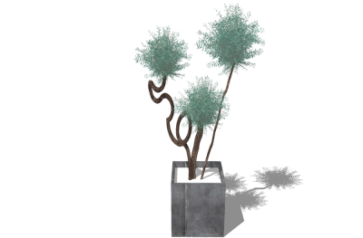 现代植物盆栽草图大师模型，文竹sketchup模型