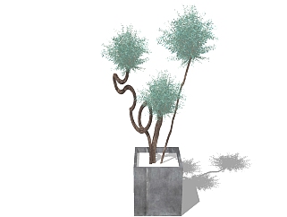 现代植物<em>盆栽</em>草图大师模型，文竹sketchup模型