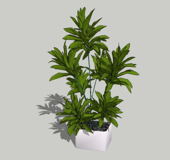 现代植物盆栽草图大师模型，平安树sketchup模型