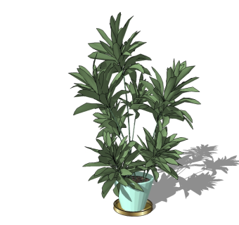 现代植物盆栽草图大师模型，菜豆树sketchup模型