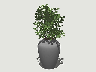 现代植物<em>盆栽</em>草图大师模型，绿宝sketchup模型