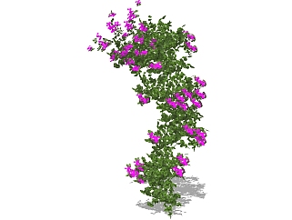 现代<em>植物</em>藤蔓草图大师模型，光叶子花sketchup模型
