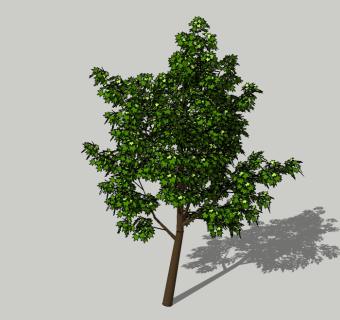 现代景观树草图大师模型，枫树sketchup模型