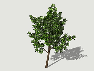 <em>现代景观</em>树草图大师模型，枫树sketchup模型