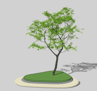 现代景观树草图大师模型，柠檬桉sketchup模型