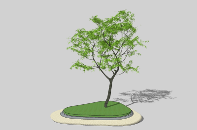 现代景观树草图大师模型，柠檬桉sketchup模型