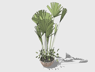 现代植物盆栽草图大师模型，棕竹sketchup模型