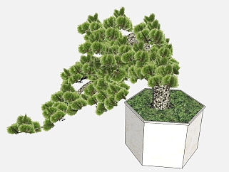 中式<em>松树</em>盆栽草图大师模型，罗汉松sketchup模型