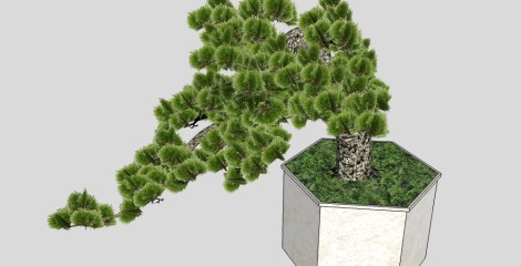 中式松树盆栽草图大师模型，罗汉松sketchup模型
