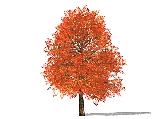 现代景观<em>树</em>草图大师模型，黄栌sketchup模型