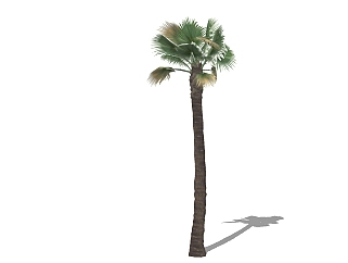 现代<em>棕榈</em>树草图大师模型，棕桐树sketchup模型