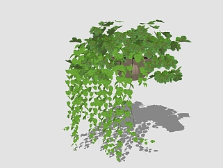 现代<em>植物盆栽</em>草图大师模型，常春藤sketchup模型
