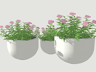现代<em>植物盆栽</em>草图大师模型，虎刺梅sketchup模型