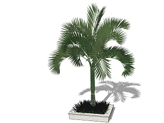 现代景观树草图大师模型，<em>椰子树</em>sketchup模型