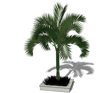 现代景观树草图大师模型，椰子树sketchup模型