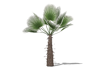 <em>现代</em>棕榈<em>树</em>草图大师模型，棕桐<em>树</em>sketchup模型
