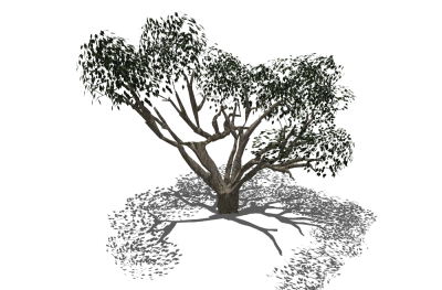 现代景观树草图大师模型，榕树sketchup模型
