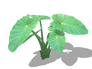 现代花草<em>植物</em>草图大师模型，芋叶sketchup模型