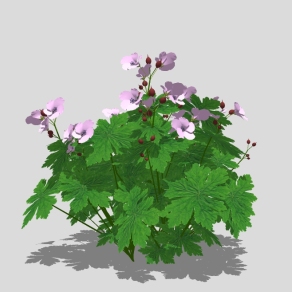 现代植物花草草图大师模型，木槿sketchup模型