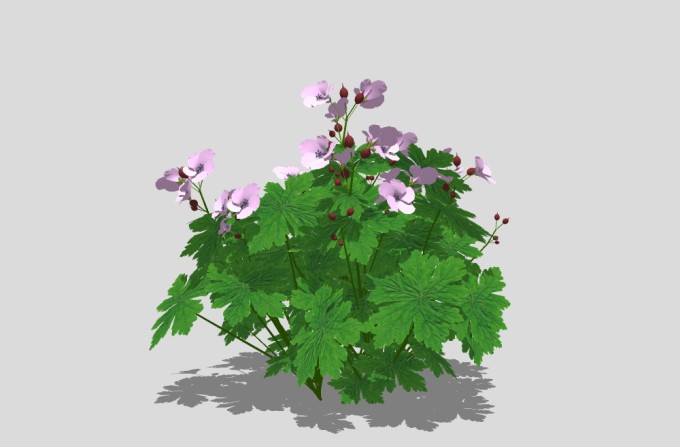 现代植物花草草图大师模型，木槿sketchup模型