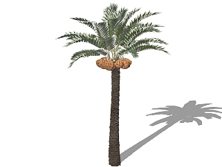 现代<em>棕榈</em>树草图大师模型，棕桐树sketchup模型