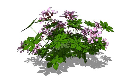 现代花草植物草图大师模型，木槿sketchup模型