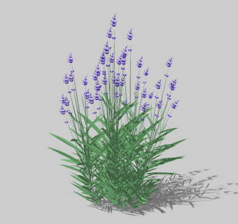 现代花草植物草图大师模型，迷迭香sketchup模型