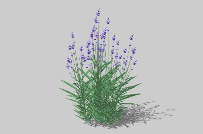 现代花草植物草图大师模型，迷迭香sketchup模型