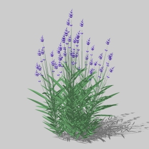 现代花草植物草图大师模型，迷迭香sketchup模型