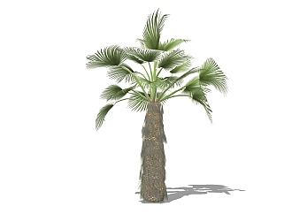 现代棕榈<em>树</em>草图大师模型，棕桐<em>树</em>sketchup模型