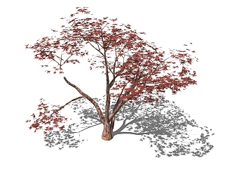 <em>现代景观树</em>草图大师模型，枫树sketchup模型