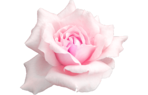粉色玫瑰花瓣背景素材