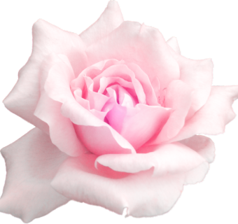 粉色玫瑰花瓣背景素材