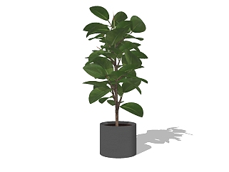 现代<em>植物</em>盆栽草图大师模型，平安树sketchup模型
