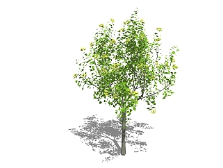 现代<em>景观树</em>草图大师模型，桂花树sketchup模型